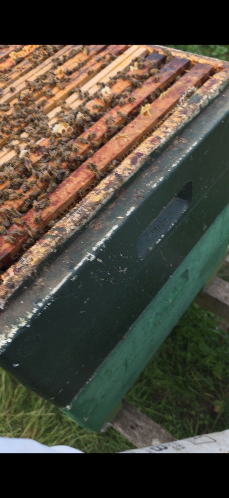 Colonies d'abeilles de Carnica, Abeilles