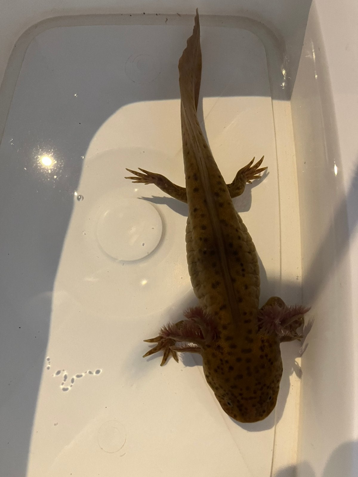 Spotted copper vrouwen, Animaux & Accessoires, Amphibien, 0 à 2 ans