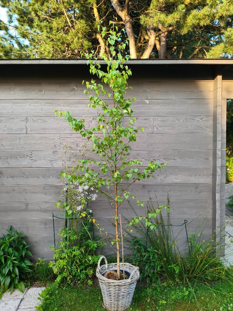 Volwassen bomen in pot te koop, Ophalen, Zomer, In pot, 100 tot 250 cm