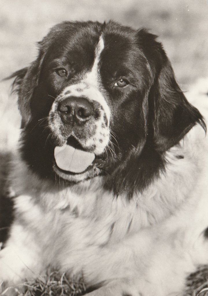 HOND  LANDSEER, Verzamelen, Postkaarten | Dieren, Verzenden, Ongelopen, Hond of Kat