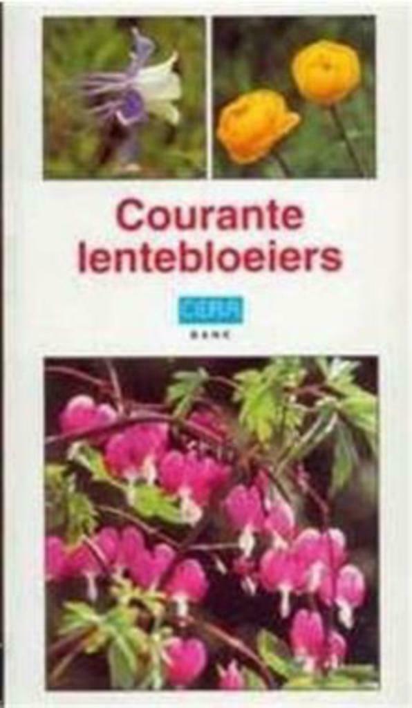 Courante lentebloeiers, Cera, Enlèvement ou Envoi, Utilisé, Fleurs, Plantes et Arbres