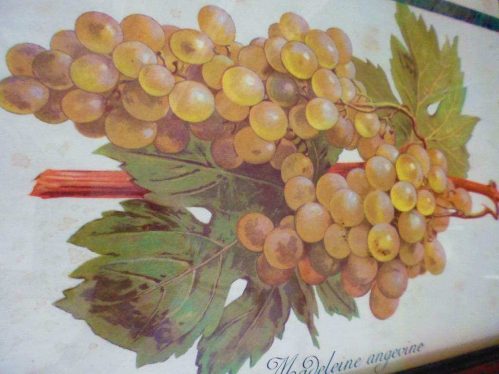 oude prenten fruit, Antiek en Kunst, Ophalen