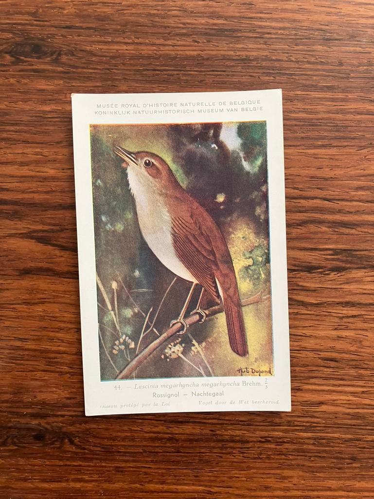 Vogels der Belgische Fauna Nr. 44 nachtegaal, Ophalen of Verzenden, 1940 tot 1960, Ongelopen, Vogel