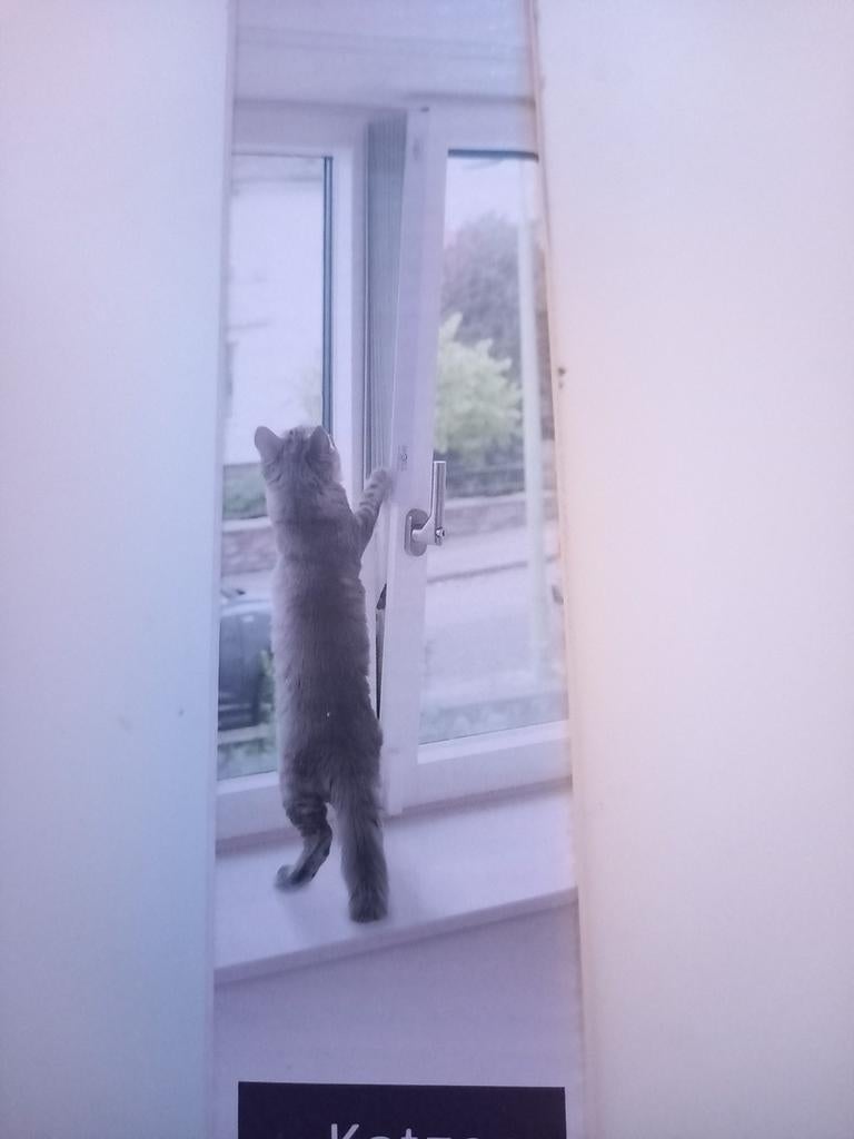 Bescherming kiepraam katten, Ophalen, Nieuw