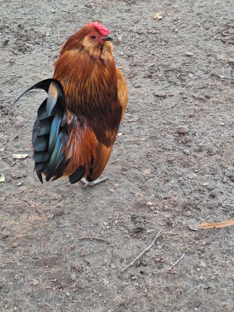 Antwerpse baardkriel haan, Dieren en Toebehoren