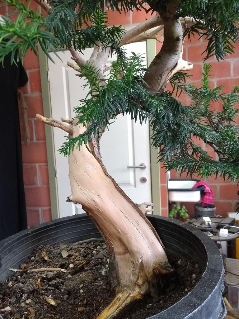 bonsai taxus, Tuin en Terras, Ophalen, In pot, Overige soorten, Minder dan 100 cm