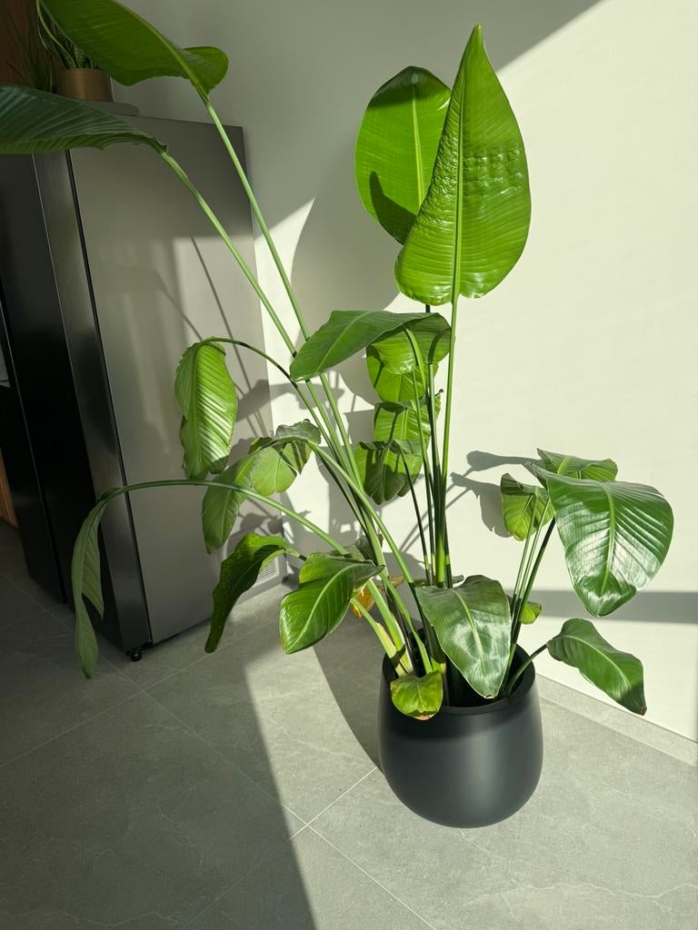 Strelitzia Nicolai te koop + mica creations pot, Enlèvement