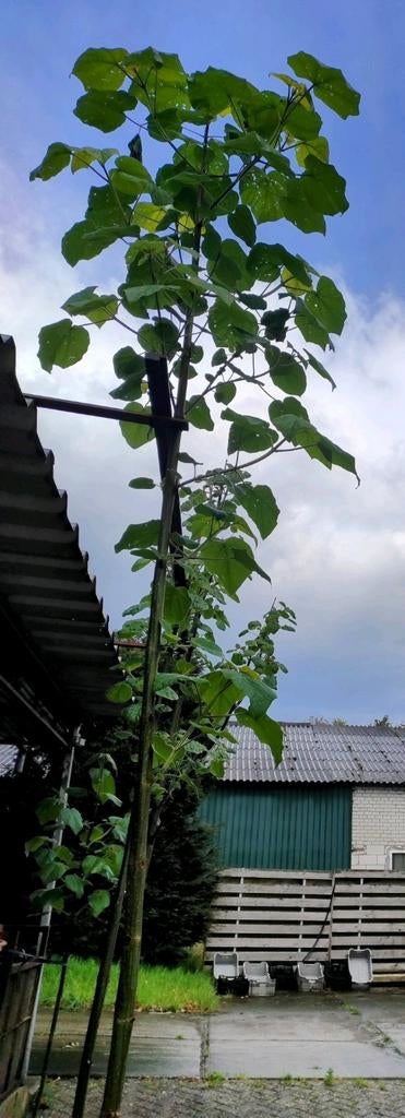 Paulownia Kiri, Tuin en Terras, Ophalen of Verzenden