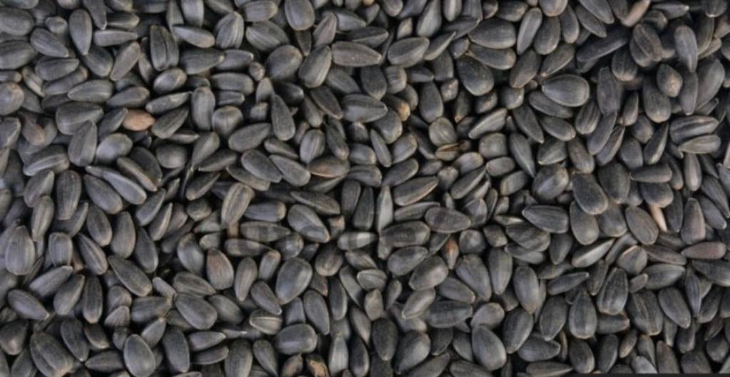 Zwarte zonnebloempitten 1kg - Winkel en Webshop, Ophalen