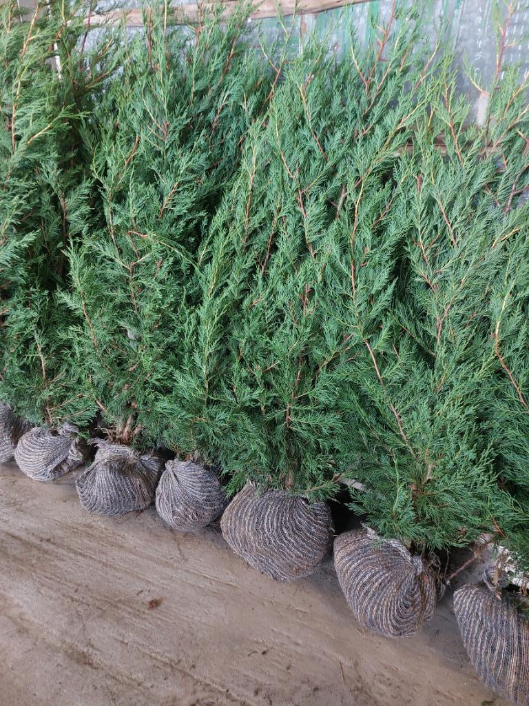 leylandii-cipres ( Haagspar/ haagconifeer ), Tuin en Terras, Ophalen, Conifeer, Haag, 100 tot 250 cm