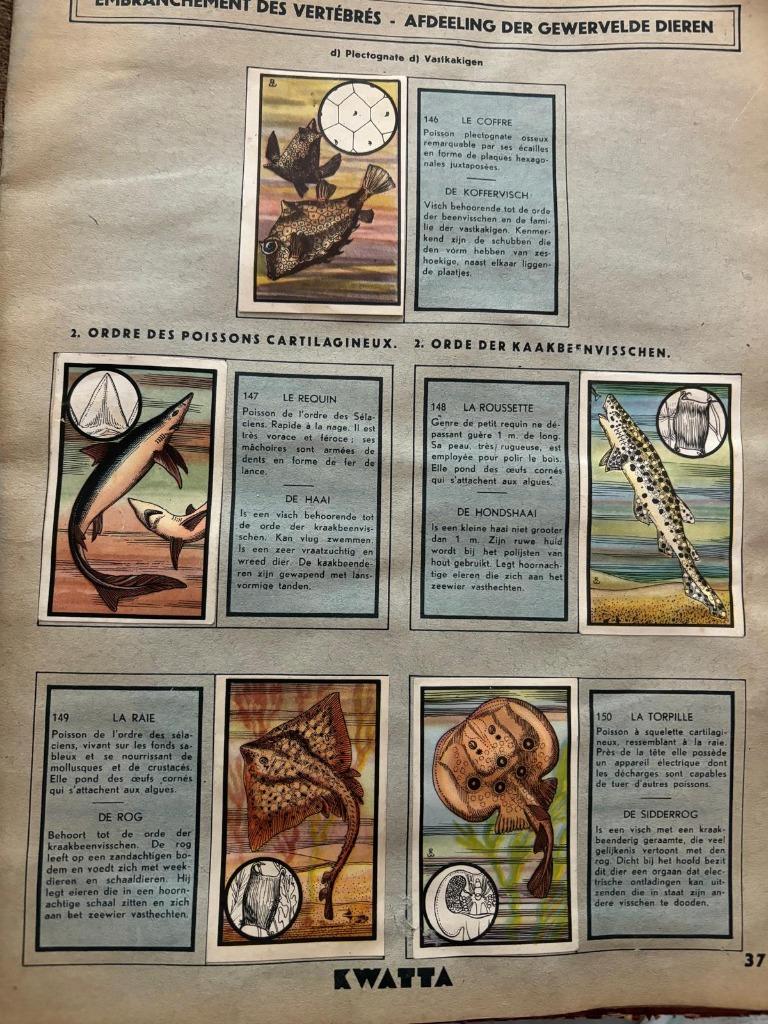 KWATTA Zoology chocolade, set van 60 chromografen, Ophalen