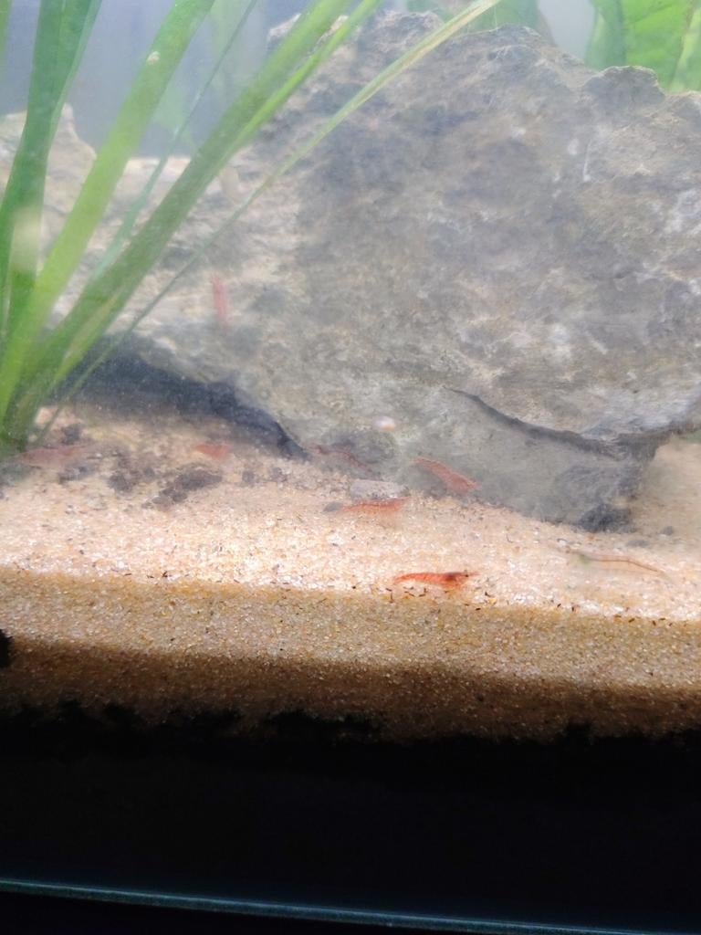 Crevettes red cherry accessoires, Enlèvement, Comme neuf, Aquarium d'eau douce rempli