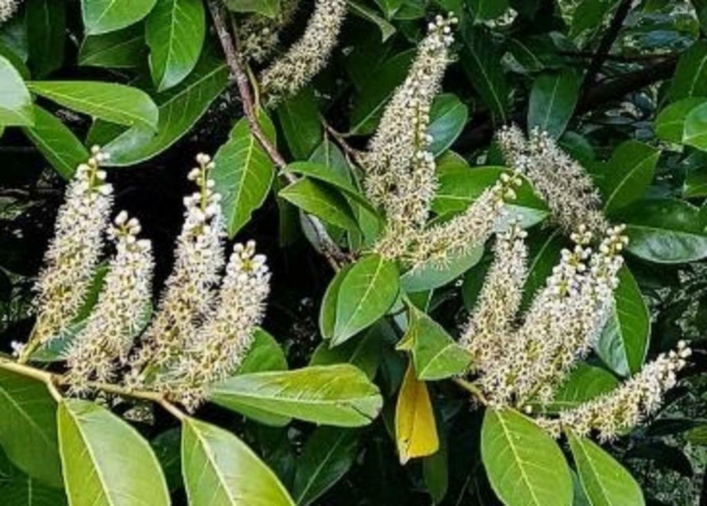 Laurier palme arbuste de 120 cm - Prunus laurocerasus, Jardin & Terrasse, Enlèvement, Printemps, En pot, Ombre complète