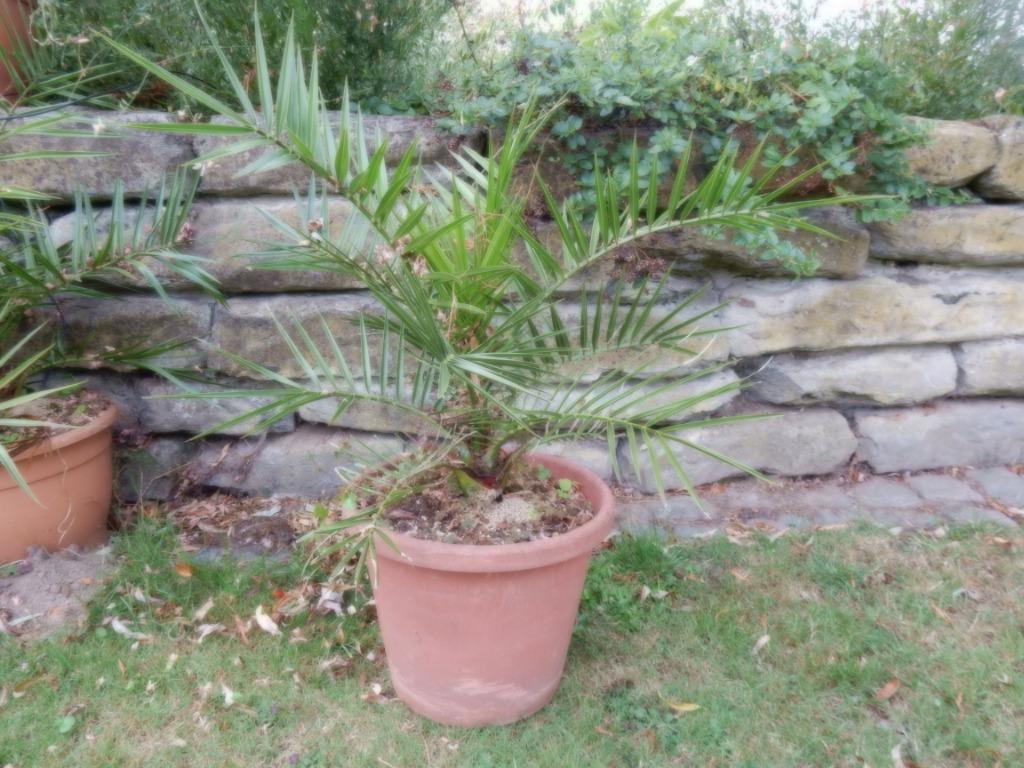 Phoenix palmboom, Tuin en Terras, Volle zon, Vaste plant, Bloeit niet, Ophalen