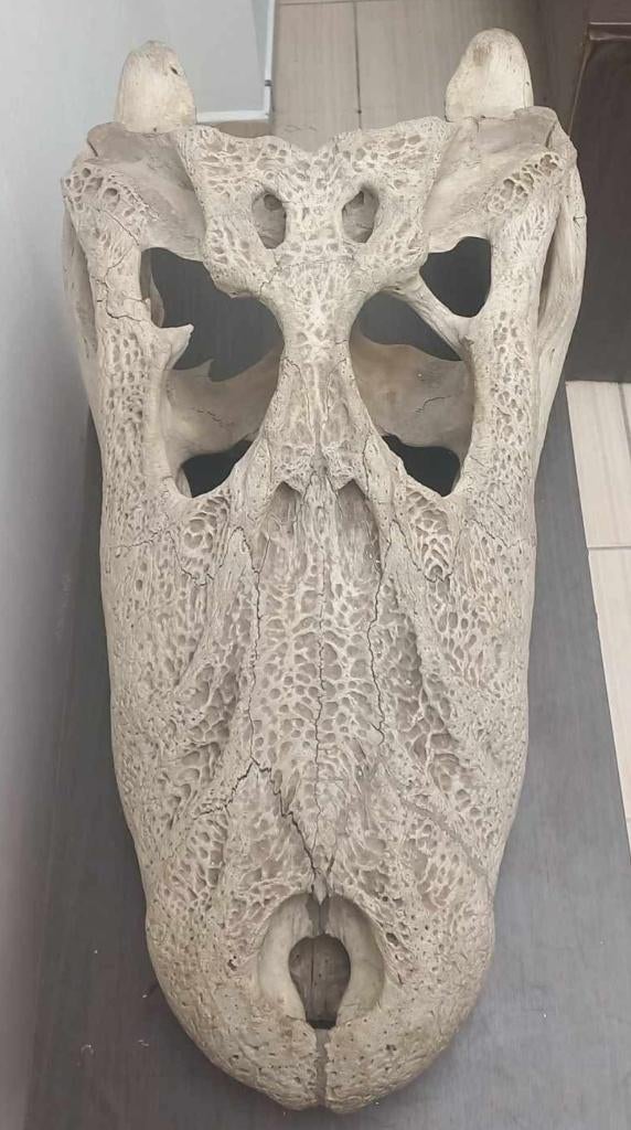 GEZOCHT schedel grote kaaiman, Antiek en Kunst, Ophalen