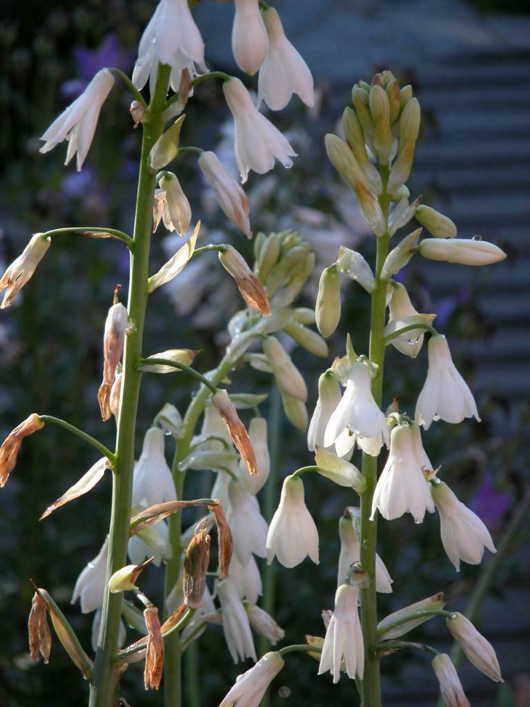 tuinplanten, Ophalen