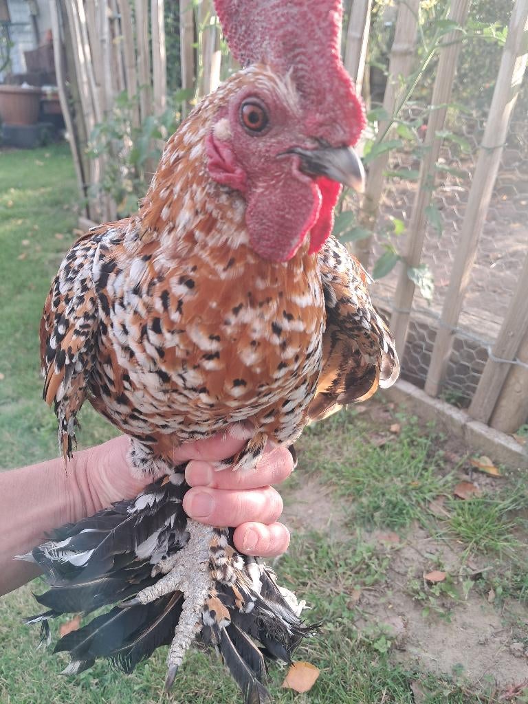 1 hen en 1 haan sabelpootkriel beschikbaar, Dieren en Toebehoren, Pluimvee, Meerdere dieren, Kip