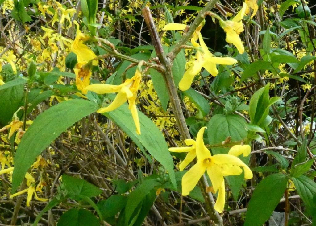 Forsythia - jeune arbuste de 30 cm - jolies fleurs dès mars, Tuin en Terras, Ophalen, Overige soorten, Struik, Minder dan 100 cm