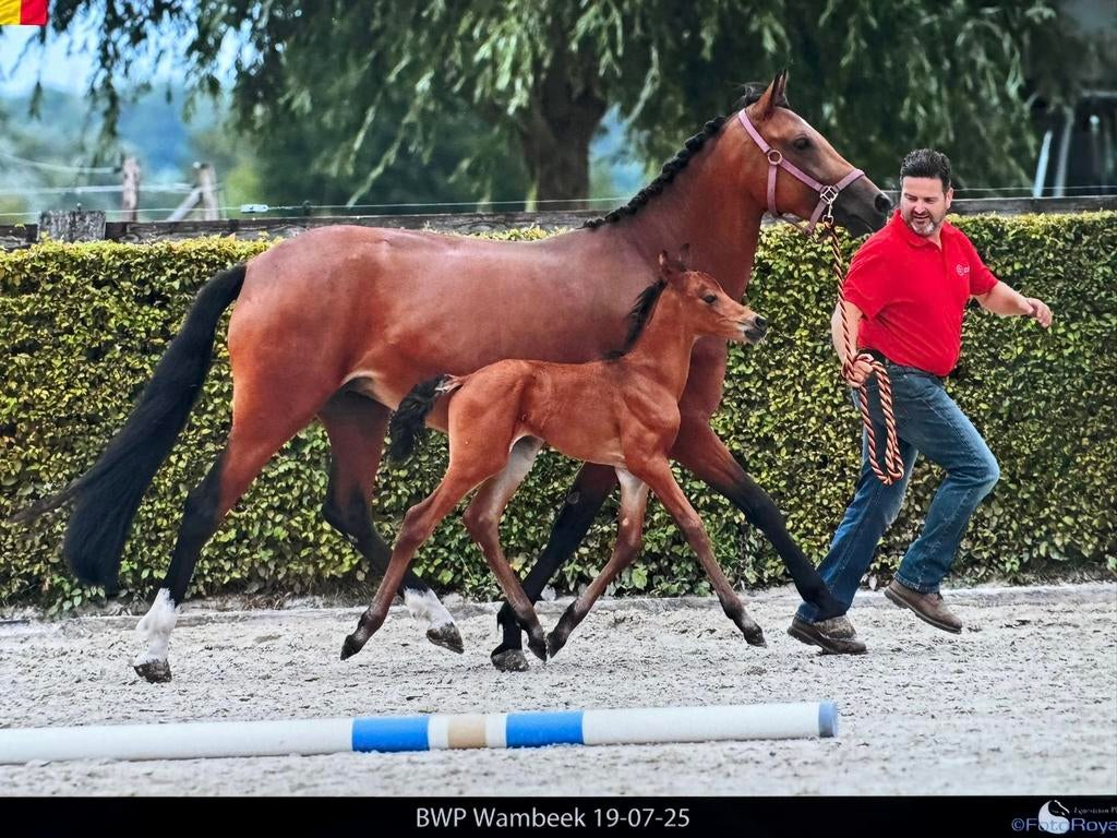 Pony hengstenveulen, Avec pedigree, Étalon, 0 à 2 ans, Non dressé
