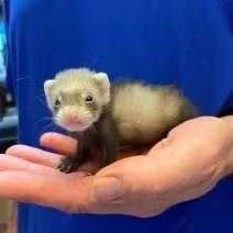 Fretten, Augustus, Meerdere dieren, Fret
