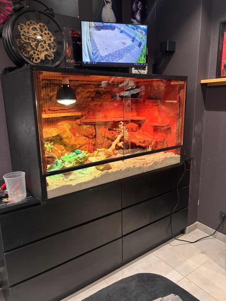 Woestijnterrarium op maat, Ophalen of Verzenden, Nieuw, Terrarium of Paludarium