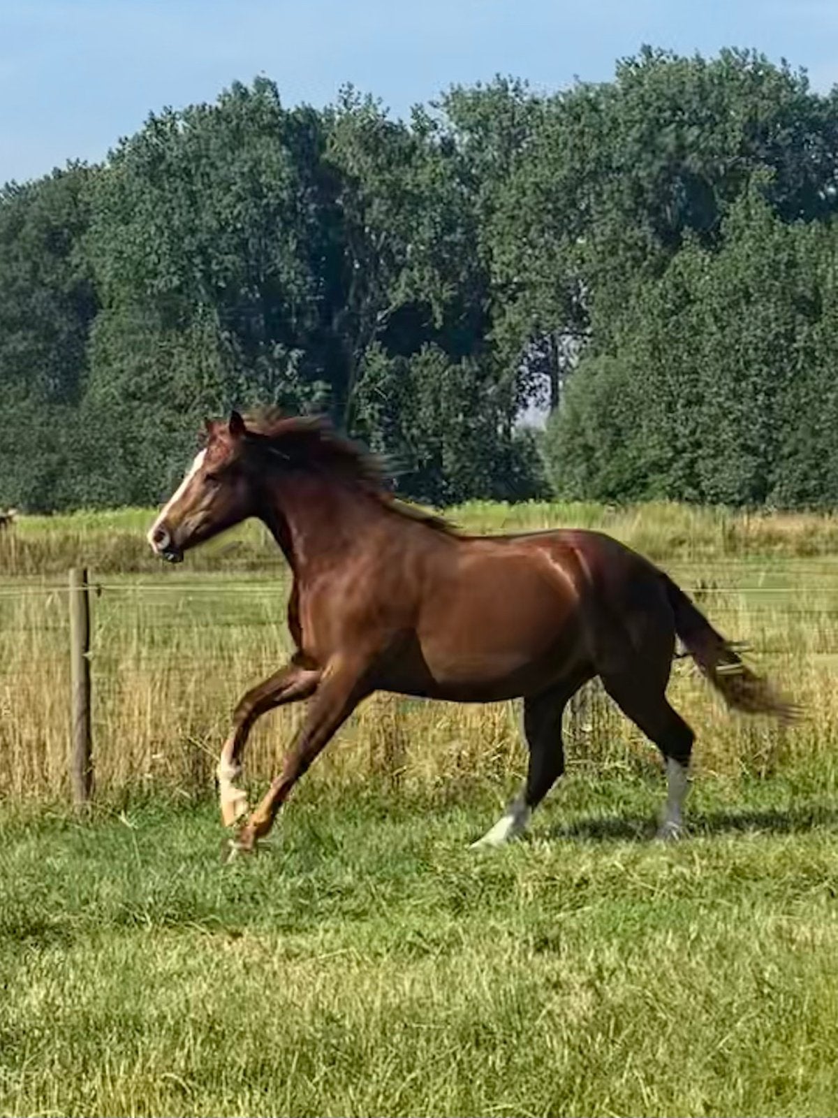 Franches Montagnes, Freiberger, Dieren en Toebehoren, Paarden, Minder dan 160 cm, Met stamboom, Ruin, 0 tot 2 jaar