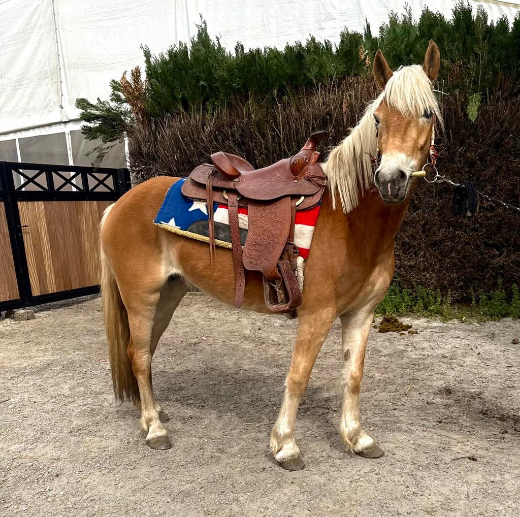 Jument polyvalente et cool, Jument