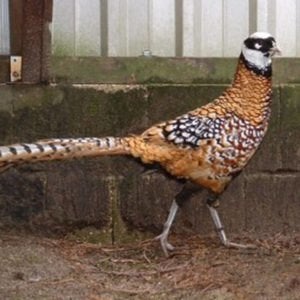 fazanten konnigs fazanten, Plusieurs animaux