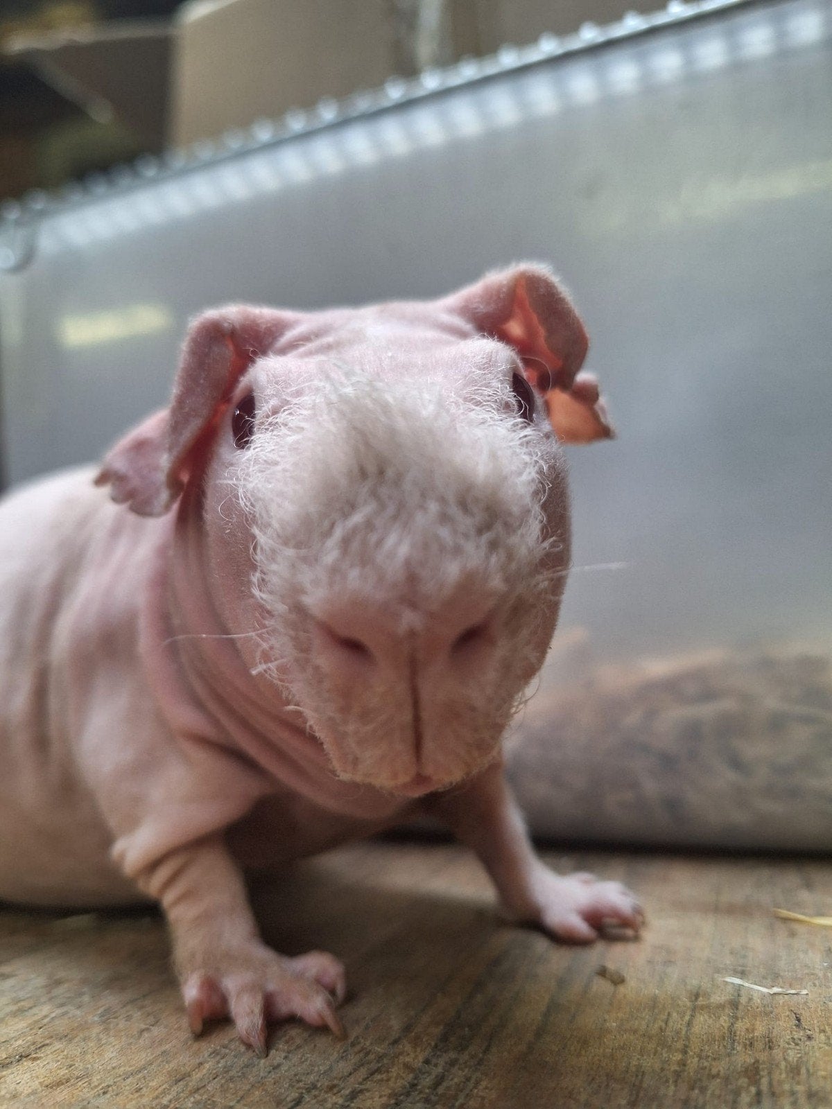 Skinny cavia's, Dieren en Toebehoren, Cavia, Mannelijk, December, Tam