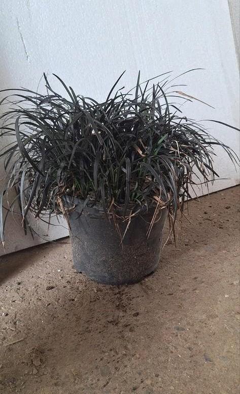 Ophiopogon planiscapus 'niger', vaste plant, 22cm pot, Tuin en Terras, Ophalen, Vaste plant