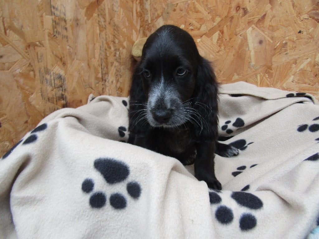 Engelse cocker puppy's, België, CDV (hondenziekte), 8 tot 15 weken, Meerdere