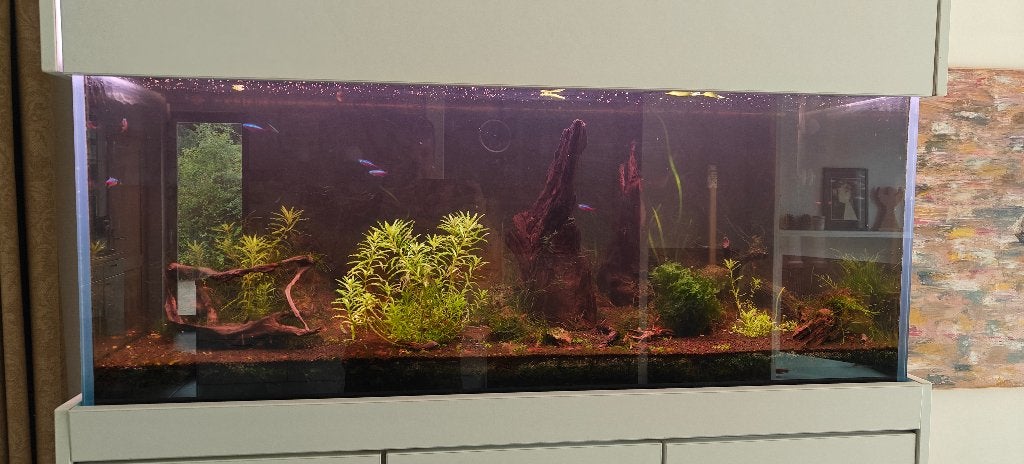 Aquarium ADA 120cmx50cmx50cm 300l, Aquarium d'eau douce rempli, Comme neuf, Enlèvement, Poissons inclus