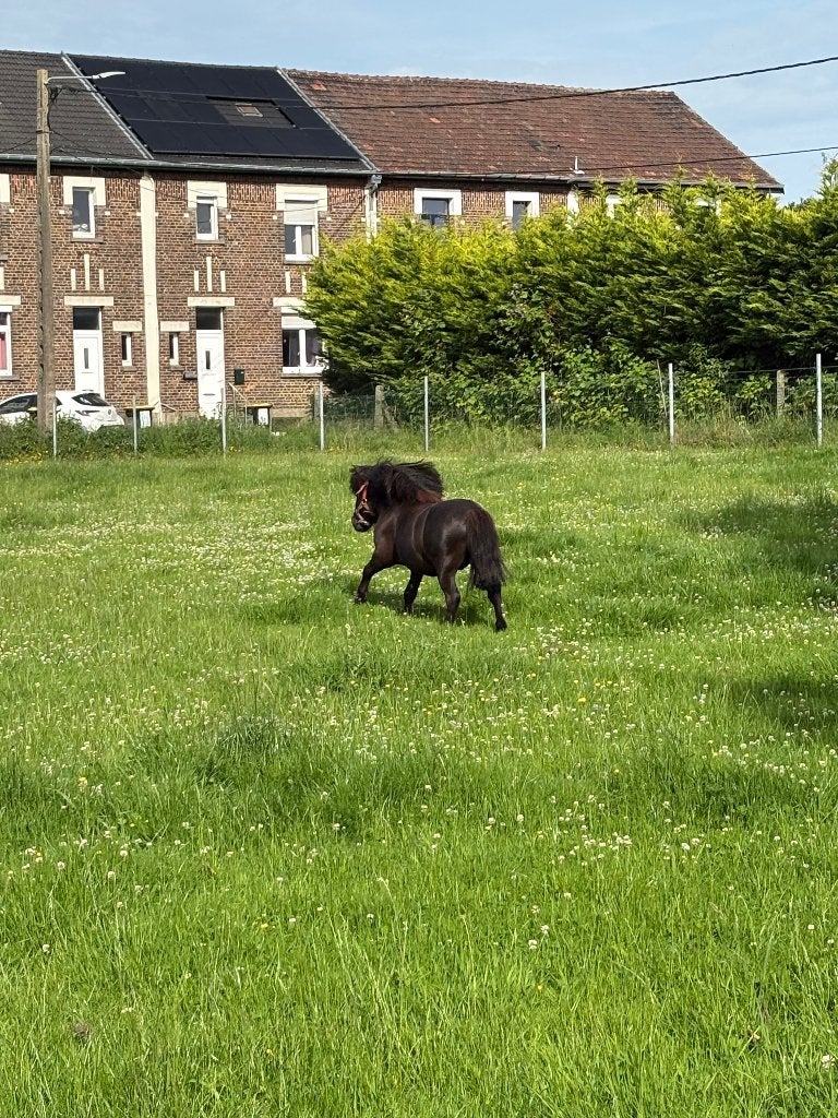 Poney noir, Dieren en Toebehoren, Paarden en Pony's | Overige Paardenspullen, Ophalen, Gebruikt, Overige soorten