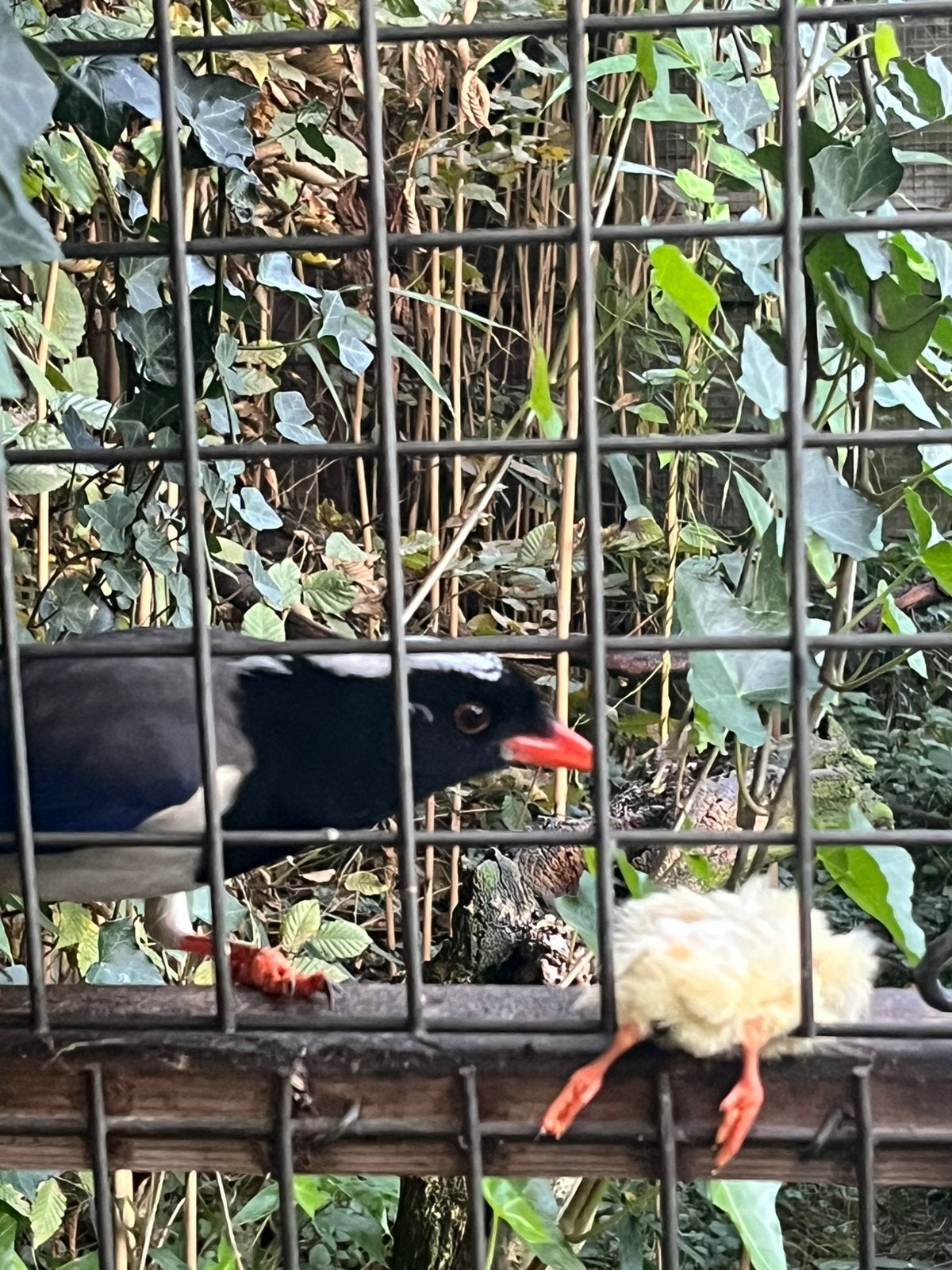 Roodsnavelkitta, Dieren en Toebehoren, Mannelijk, Tropenvogel, Geringd
