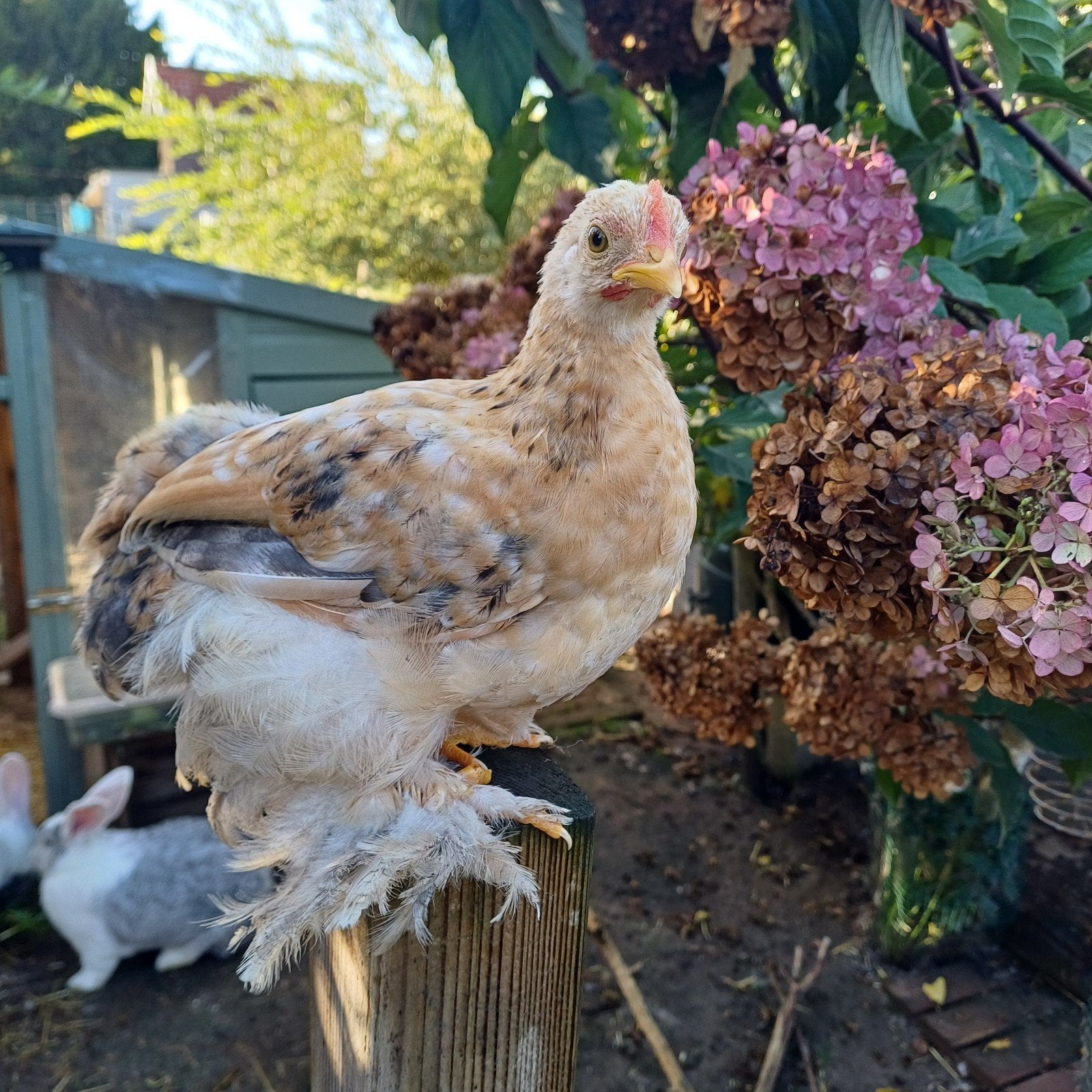 jeune cochin apprivoisé, Animaux & Accessoires, Mâle, Poule ou poulet