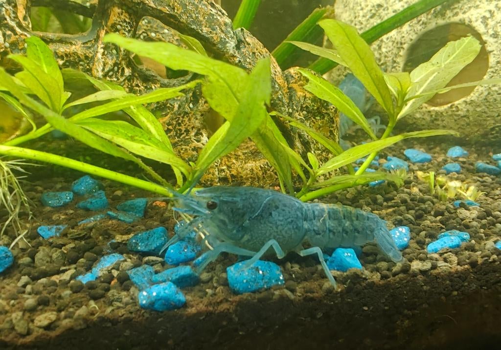 Blauwe Florida kreeft 2 stuks, Dieren en Toebehoren, Kreeft, Krab of Garnaal, Zoetwatervis