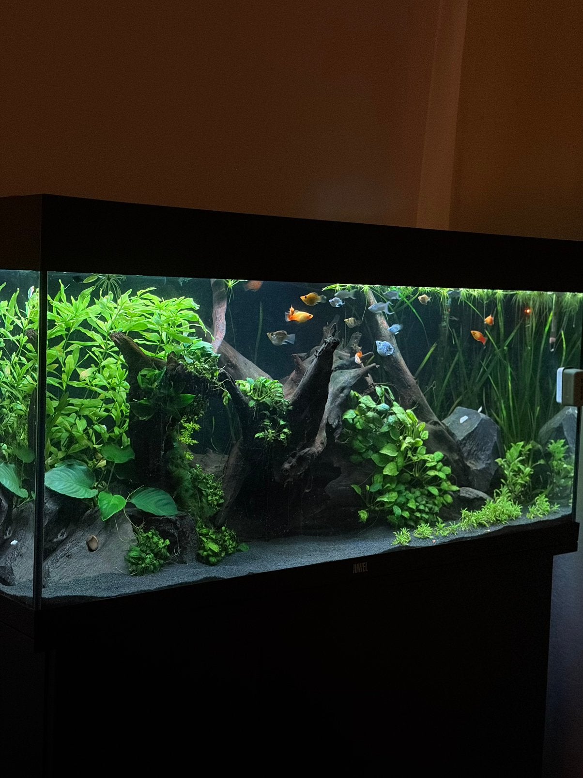 Juwel RIO 180 met Helialux Spectrum, Animaux & Accessoires, Enlèvement, Comme neuf, Filter, JBL