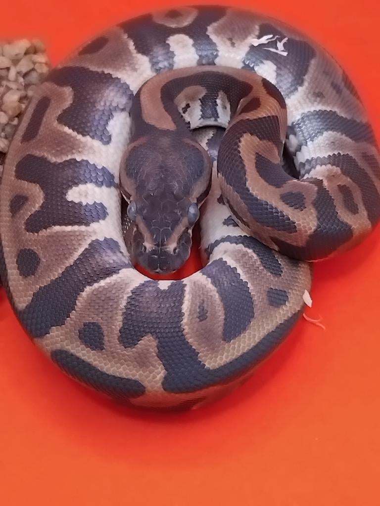 King Pythons NK 2025, Serpent, 0 à 2 ans