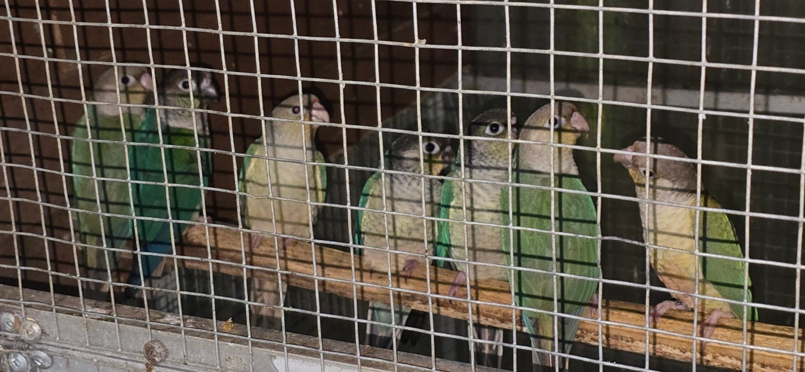 8 jeunes pyrrhura 2026, Dieren en Toebehoren, Meerdere dieren, Parkiet, Geringd