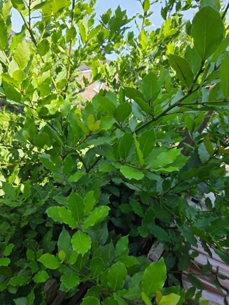 Laurier feuille, L’Arôme Incontournable de la Cuisine, Tuin en Terras, Planten | Tuinplanten, Verzenden, Bloeit niet, Halfschaduw