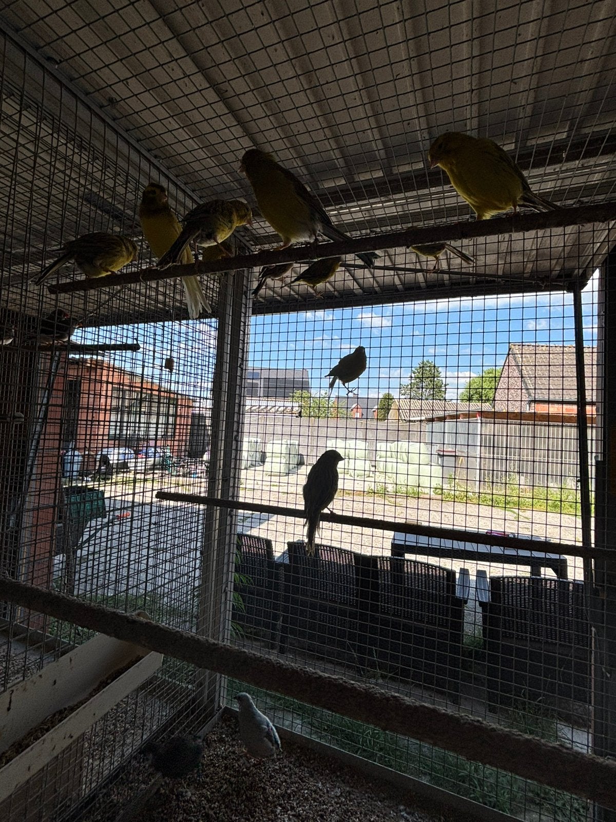 Kanarie, Dieren en Toebehoren