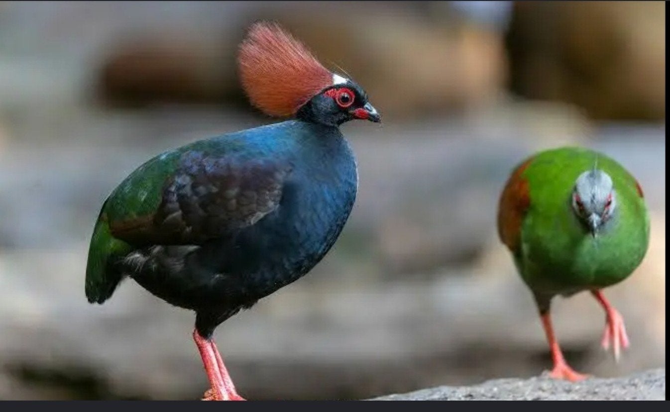 roelroel, Dieren en Toebehoren, Vogels | Overige Vogels