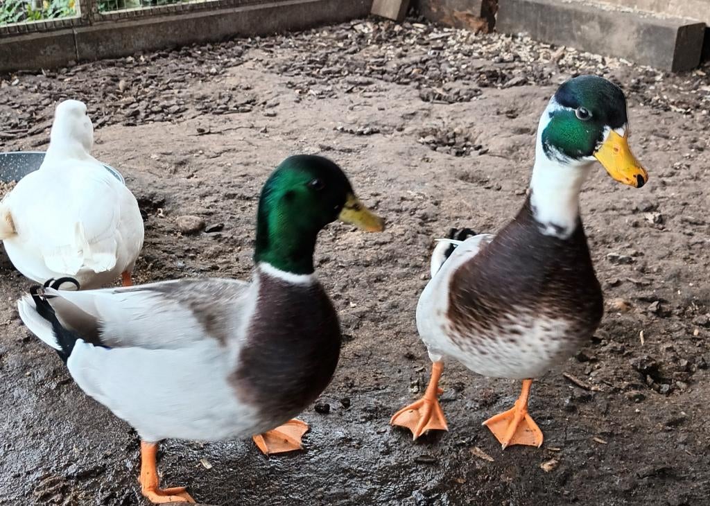 Hollandse kwaker, Dieren en Toebehoren, Mannelijk, Eend