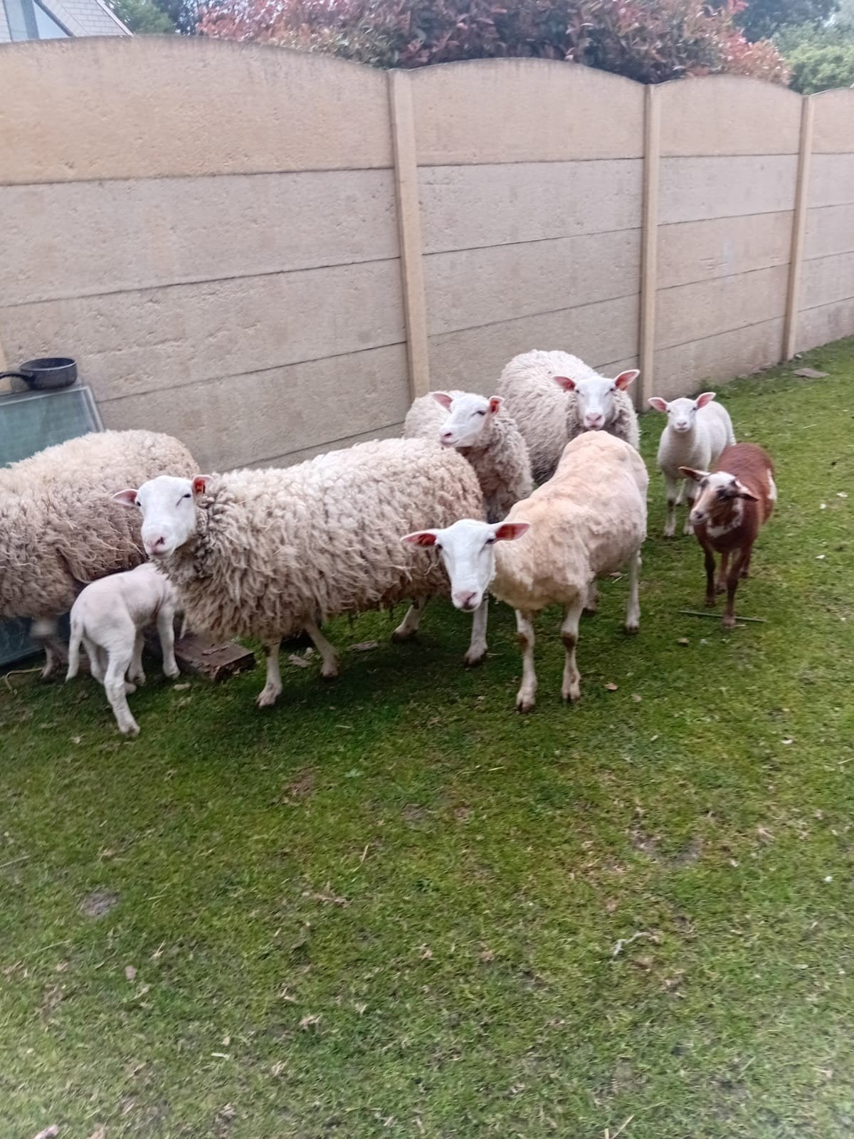 Schapen