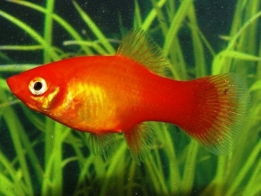 Hobbyaquarium Platy xiph mac Marigold 15/16 augustus, Animaux & Accessoires, Poisson, Poisson d'eau douce, Banc de poissons