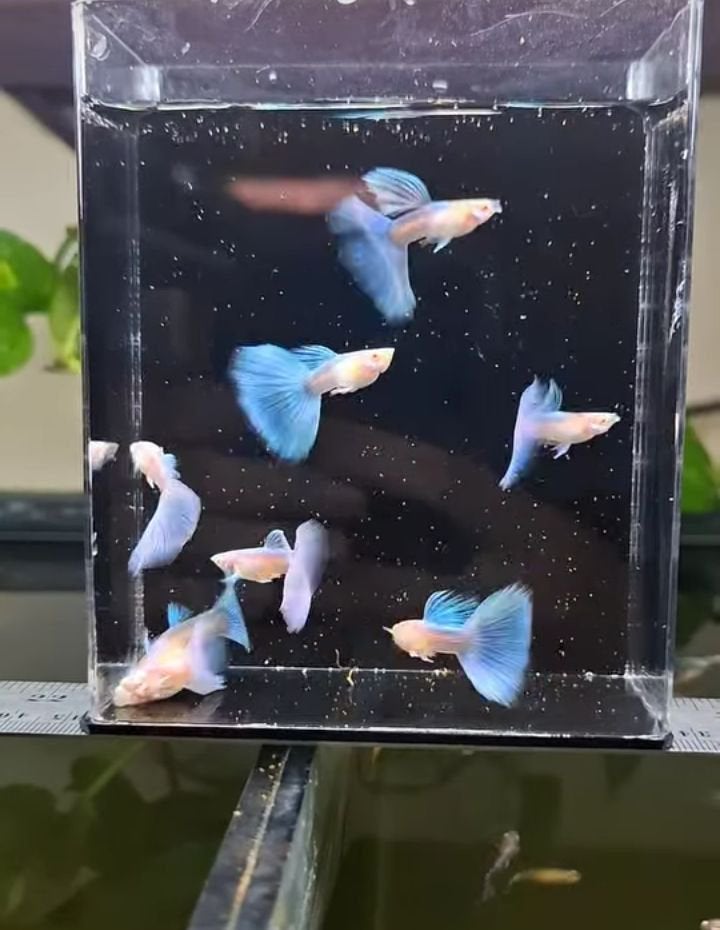 Guppen importeren, Dieren en Toebehoren, Vissen | Aquariumvissen, Vis, Zoetwatervis, Schoolvis