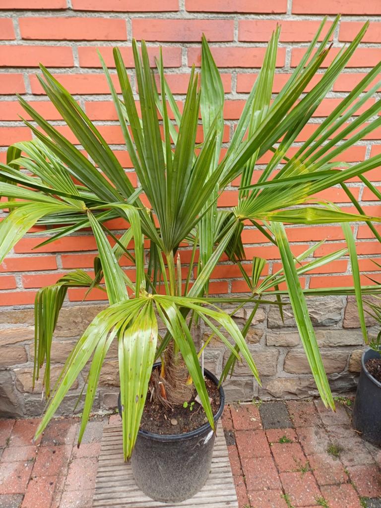 Chinese waaierpalm, Tuin en Terras, Ophalen