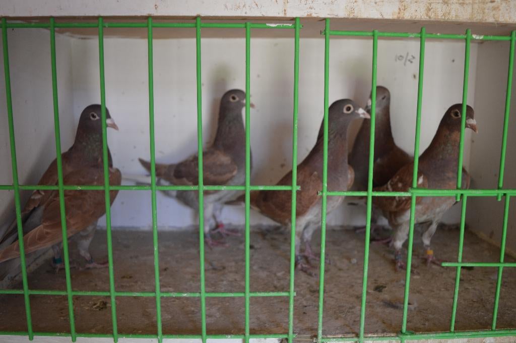 kleurpostduiven, Dieren en Toebehoren, Postduif