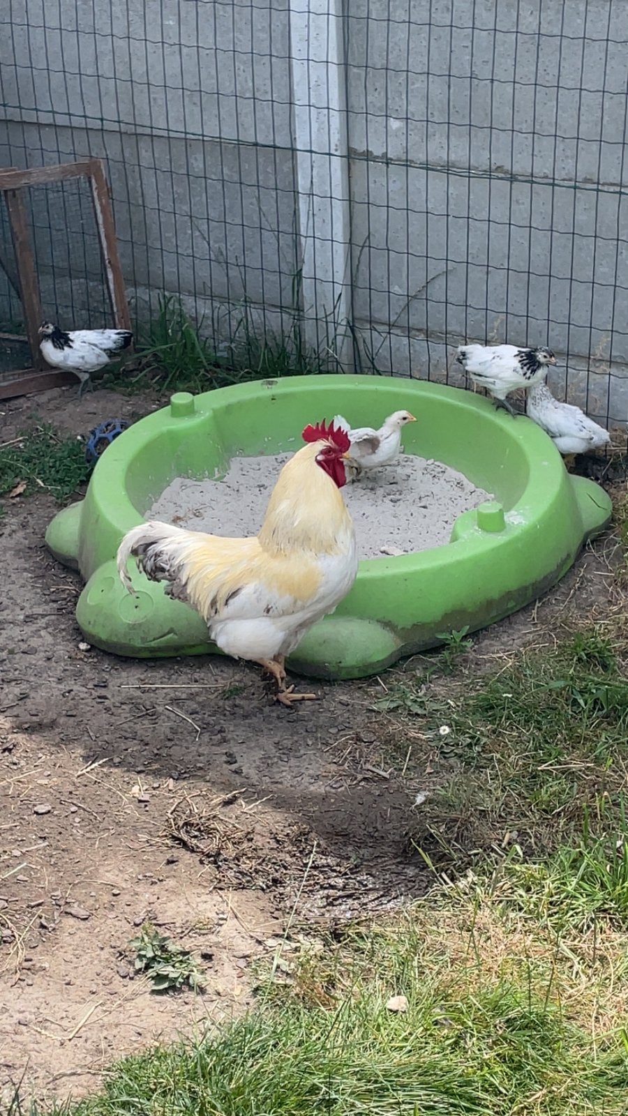 Sussex mix haan, Dieren en Toebehoren, Mannelijk, Kip