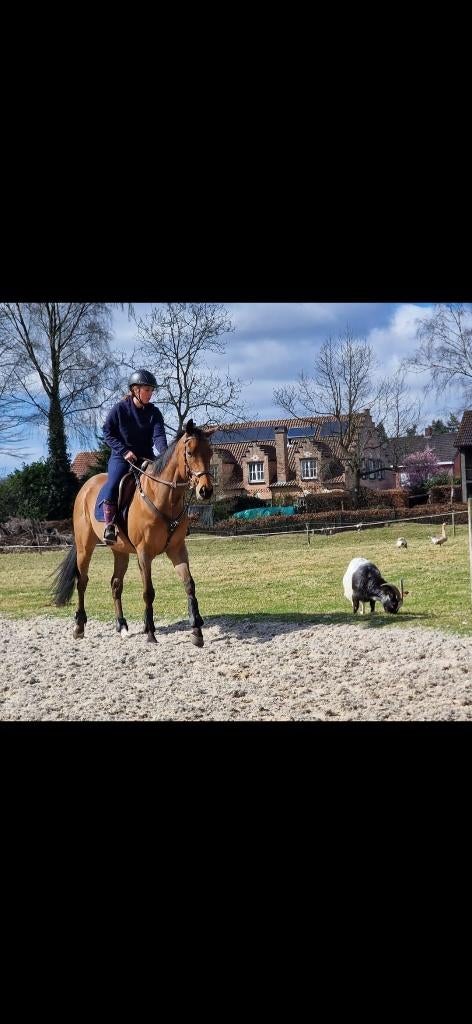 Lieve volbloedruin, Met stamboom, Ruin, 7 tot 10 jaar, 160 tot 165 cm